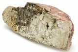 Petrified Peanut Wood Section - Australia #257019-1